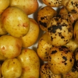 Kako se nositi sa krastavošću krompira